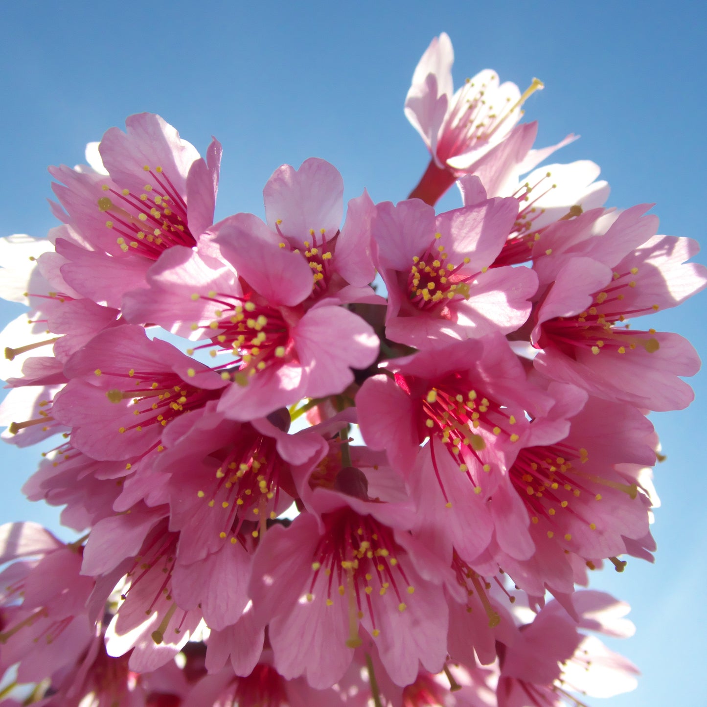 Okame Cherry Tree