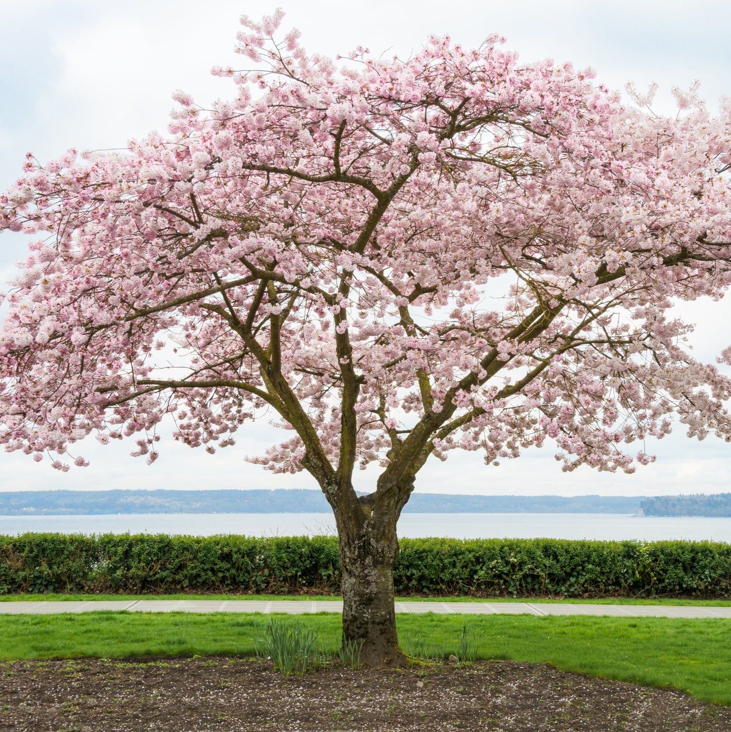 Okame Cherry Tree