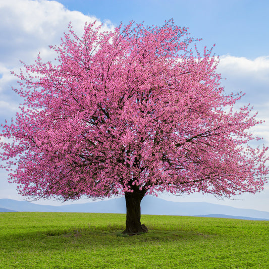 Okame Cherry Tree