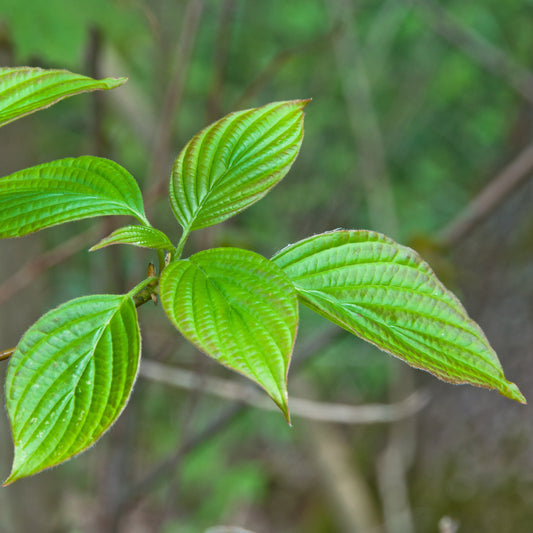Pagoda Dogwood Tree