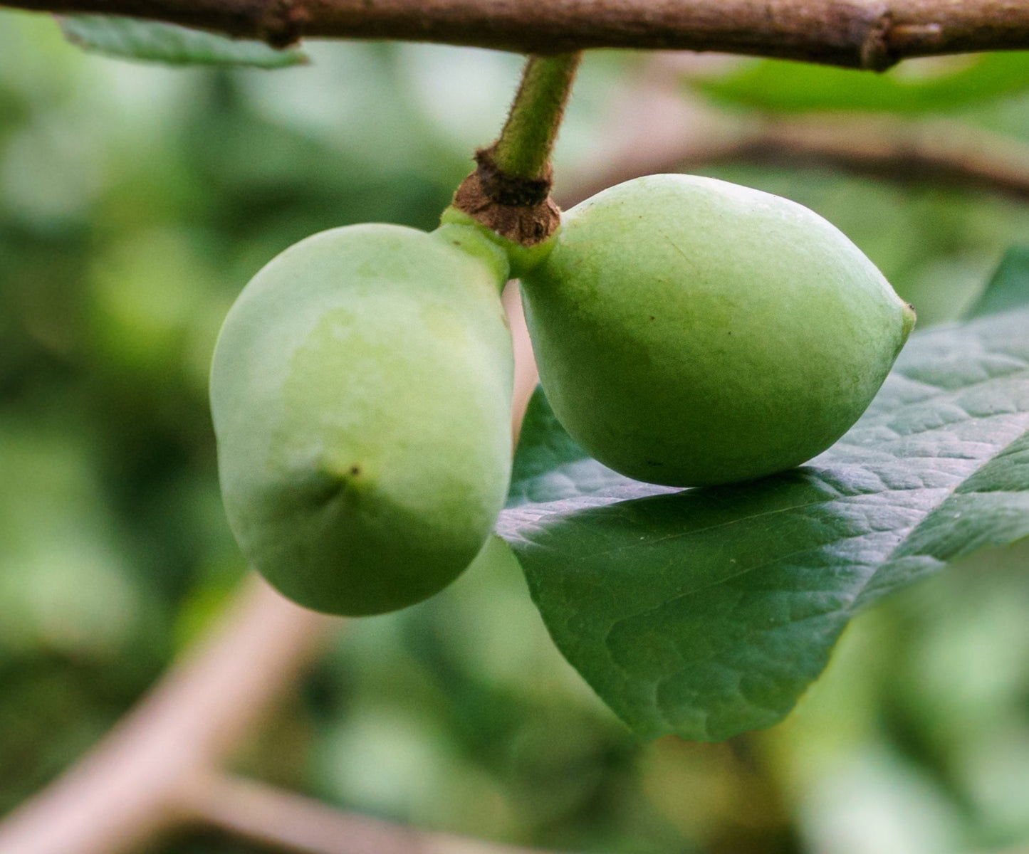 Paw Paw Tree