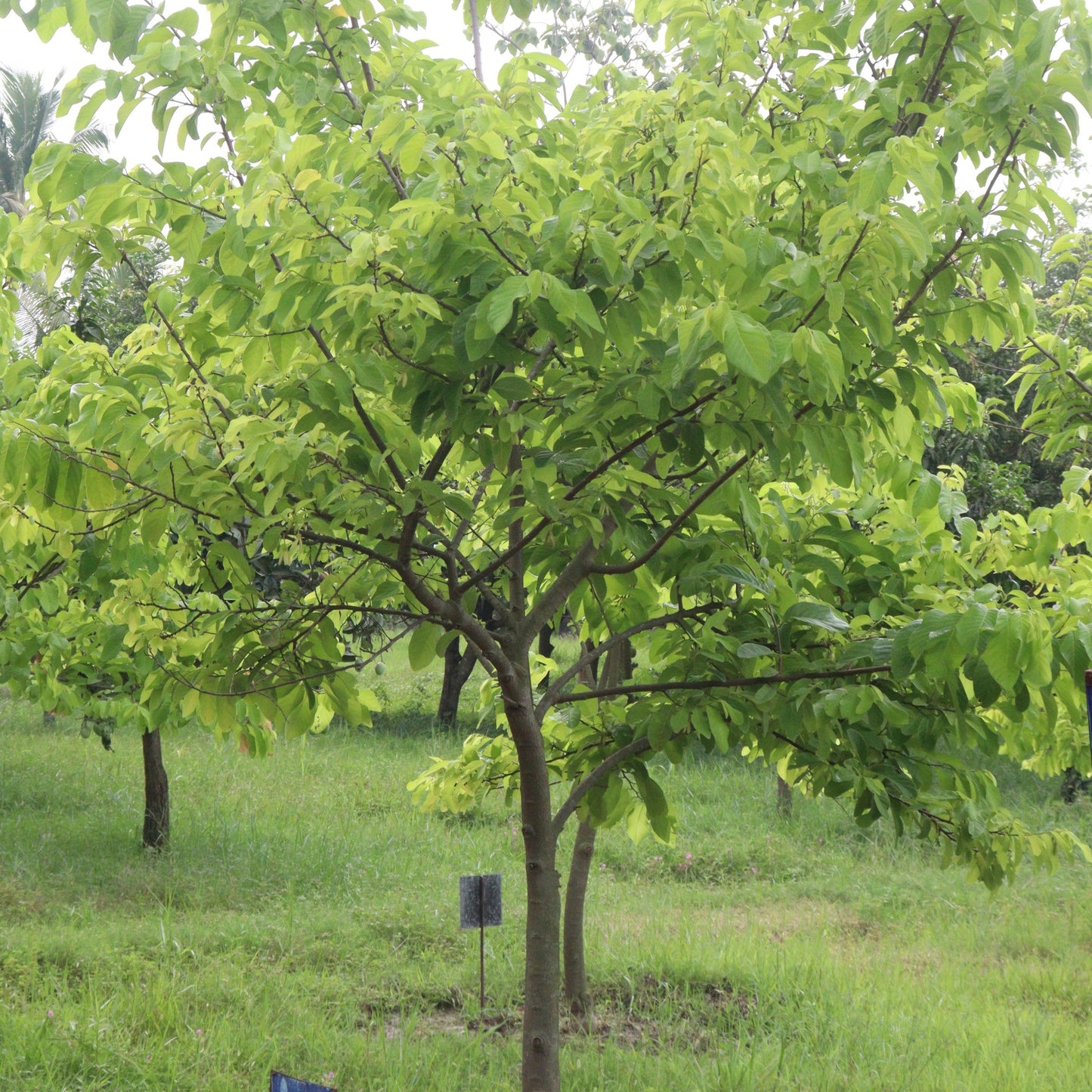 Paw Paw Tree