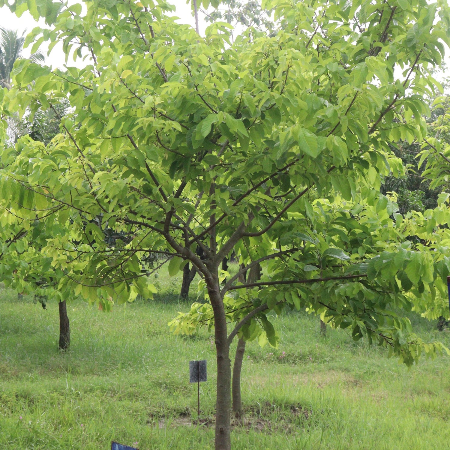 Paw Paw Tree - Fruit Tree - Buy Online at Barely Rooted