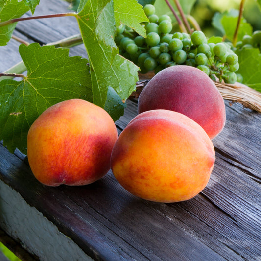 Reliance Peach Tree