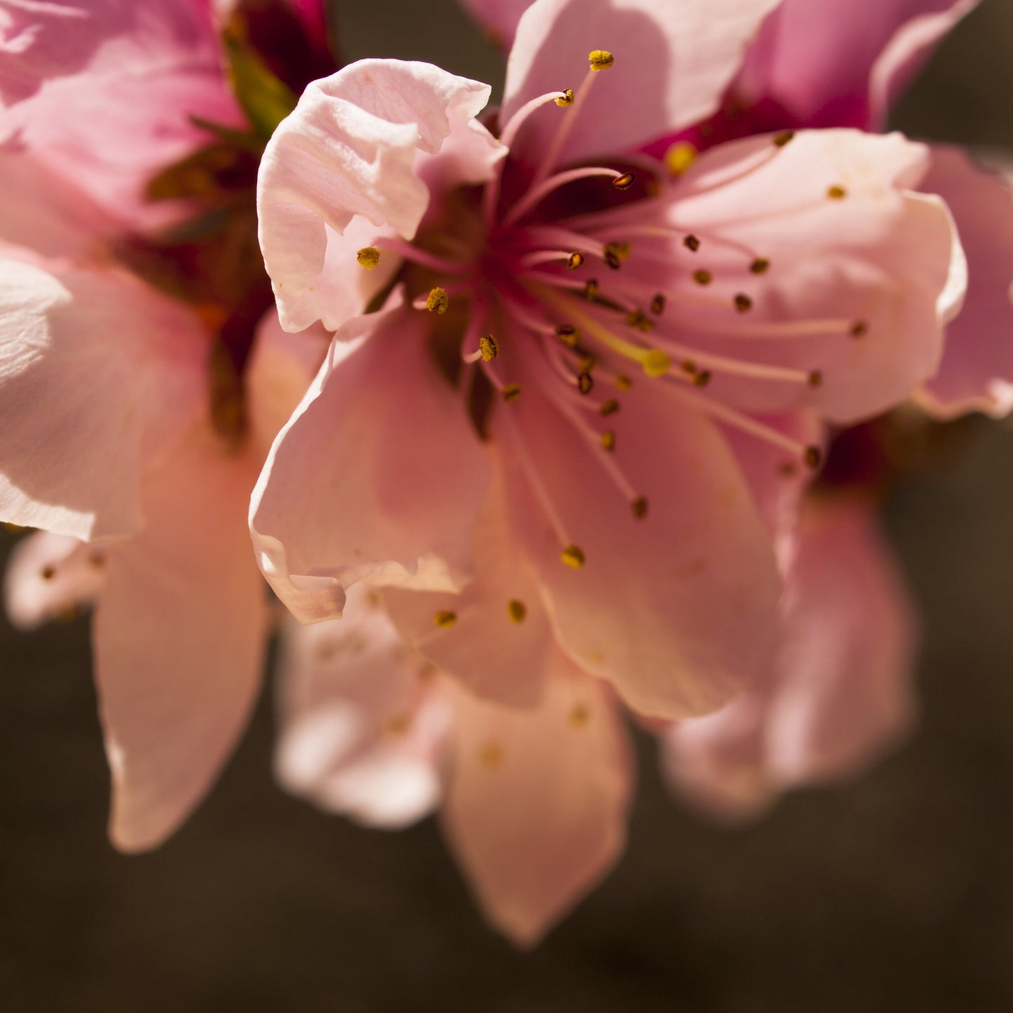 Reliance Peach Tree