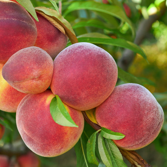 Sam Houston Peach TREE