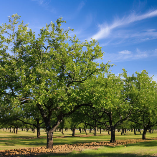 Hardy Pecan Tree - Nut Tree - Buy Online at Barely Rooted