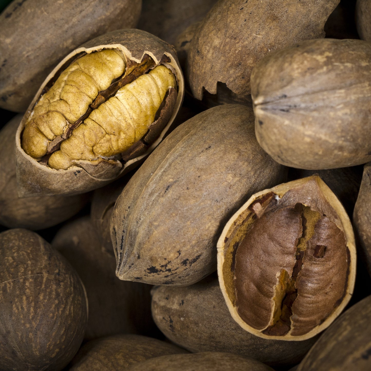 Hardy Pecan Tree