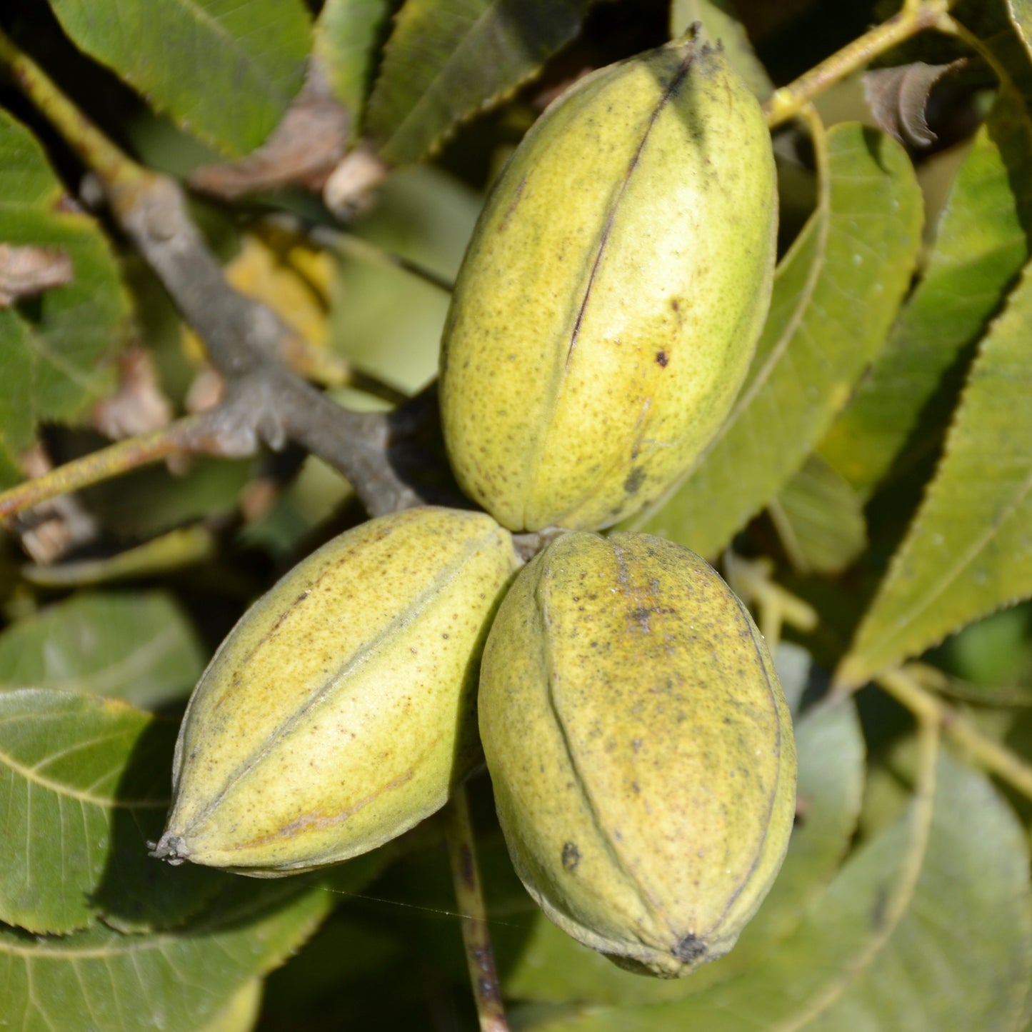 Hardy Pecan Tree