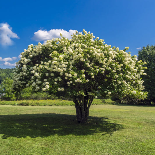 Pee Gee Hydrangea Bush - Flowering Shrub - Buy Online at Barely Rooted