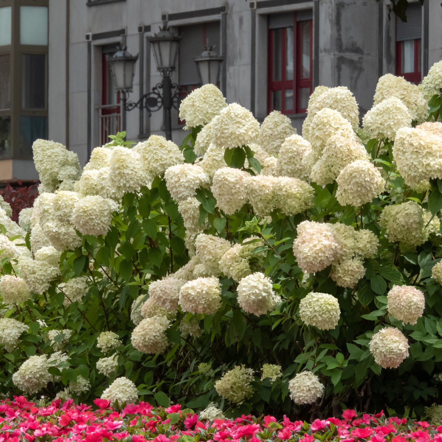 Pee Gee Hydrangea Bush