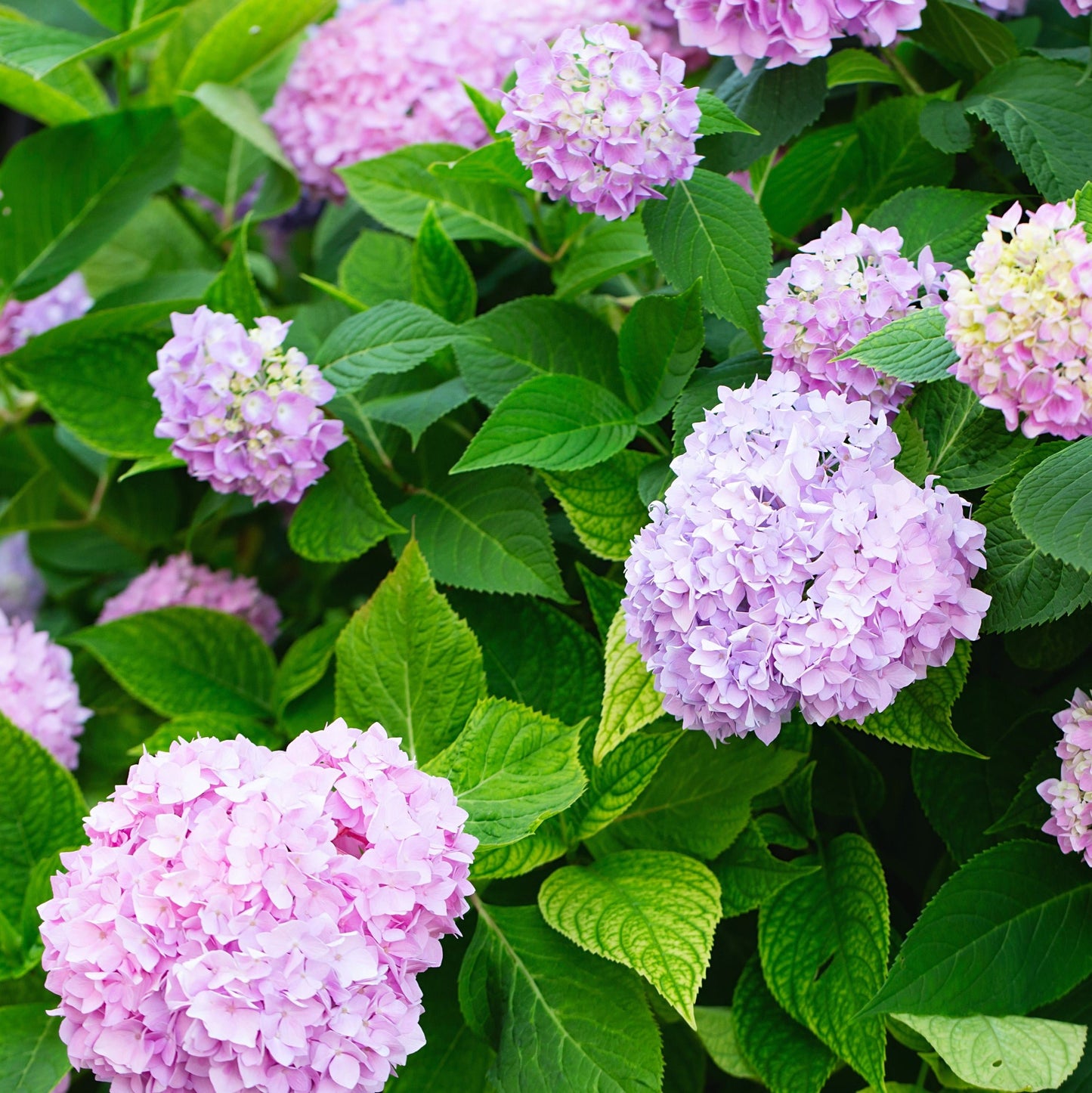 Pee Gee Hydrangea Bush