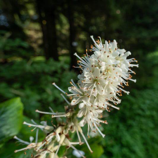 Mountain Pepperbush Shrub - Landscaping & Garden Plants - Buy Online at Barely Rooted