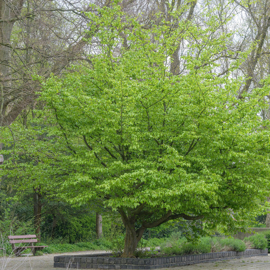 Persian Ironwood Tree - Trees - Buy Online at Barely Rooted