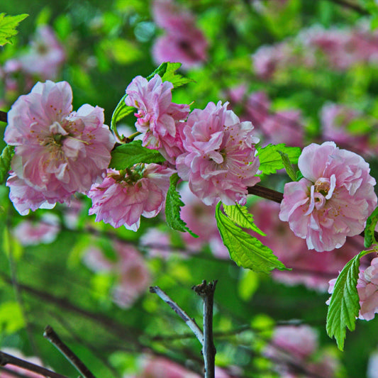 Pink Flowering Almond