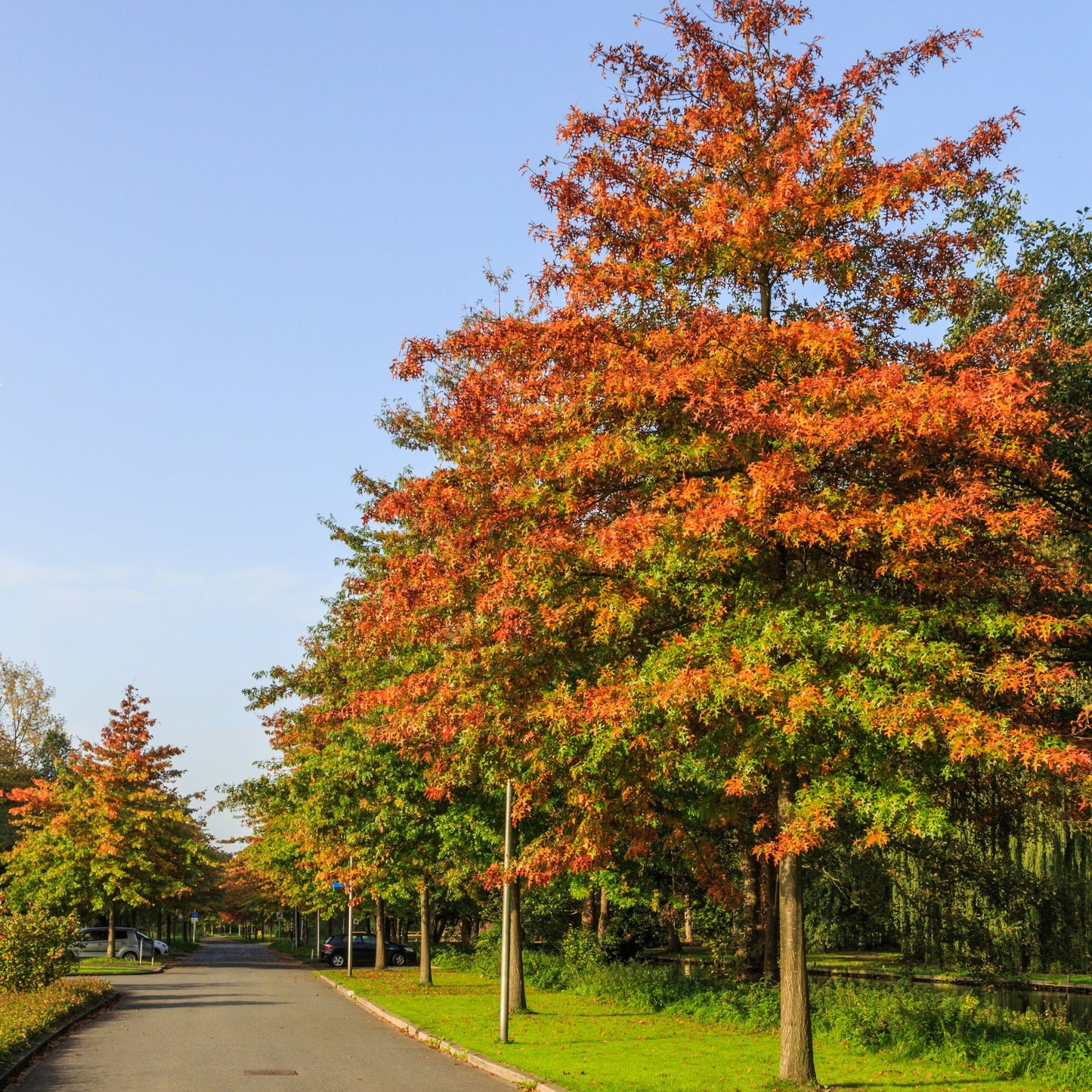 Pin Oak Tree