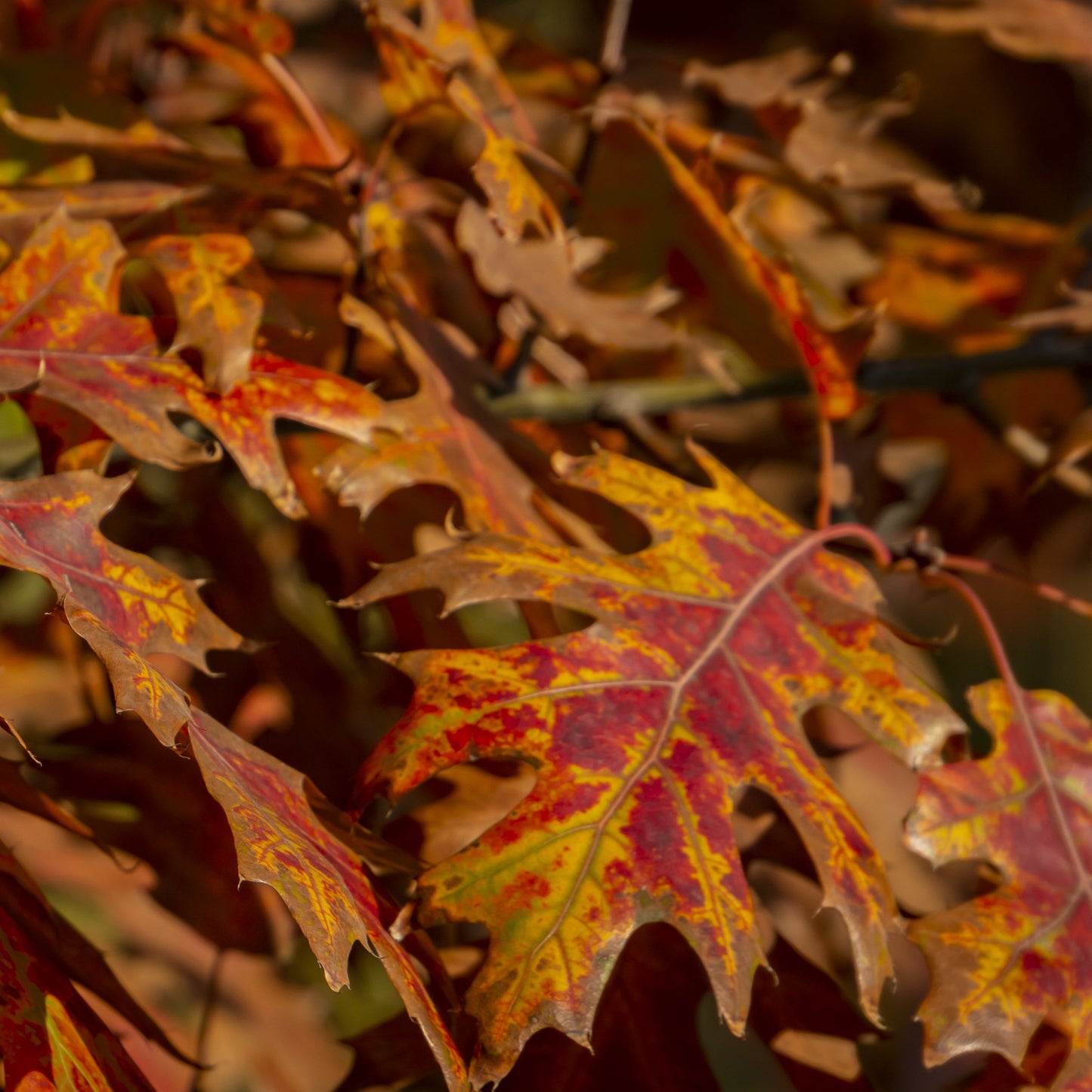 Pin Oak Tree