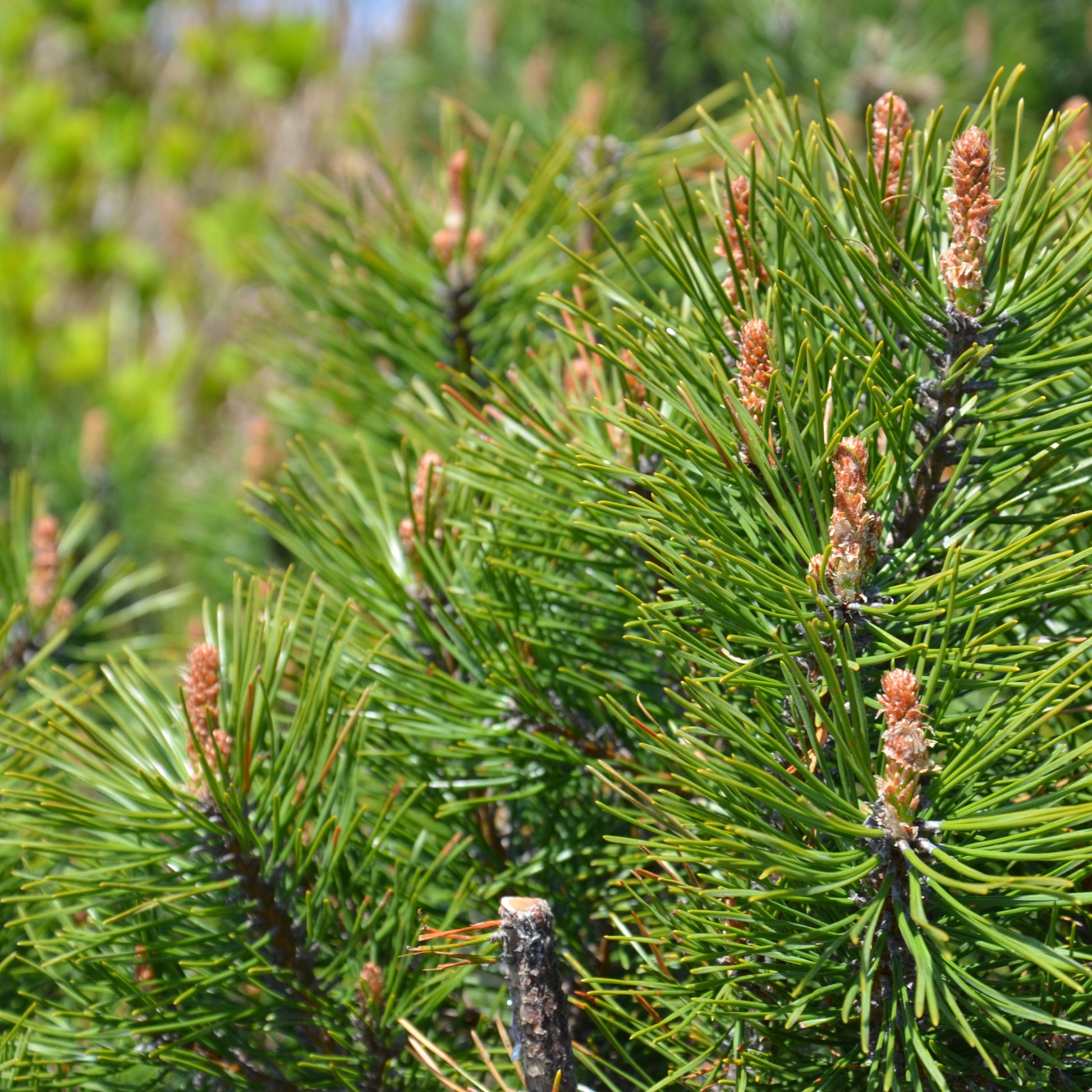 Japanese Black Pine Tree - Evergreen - Buy Online at Barely Rooted