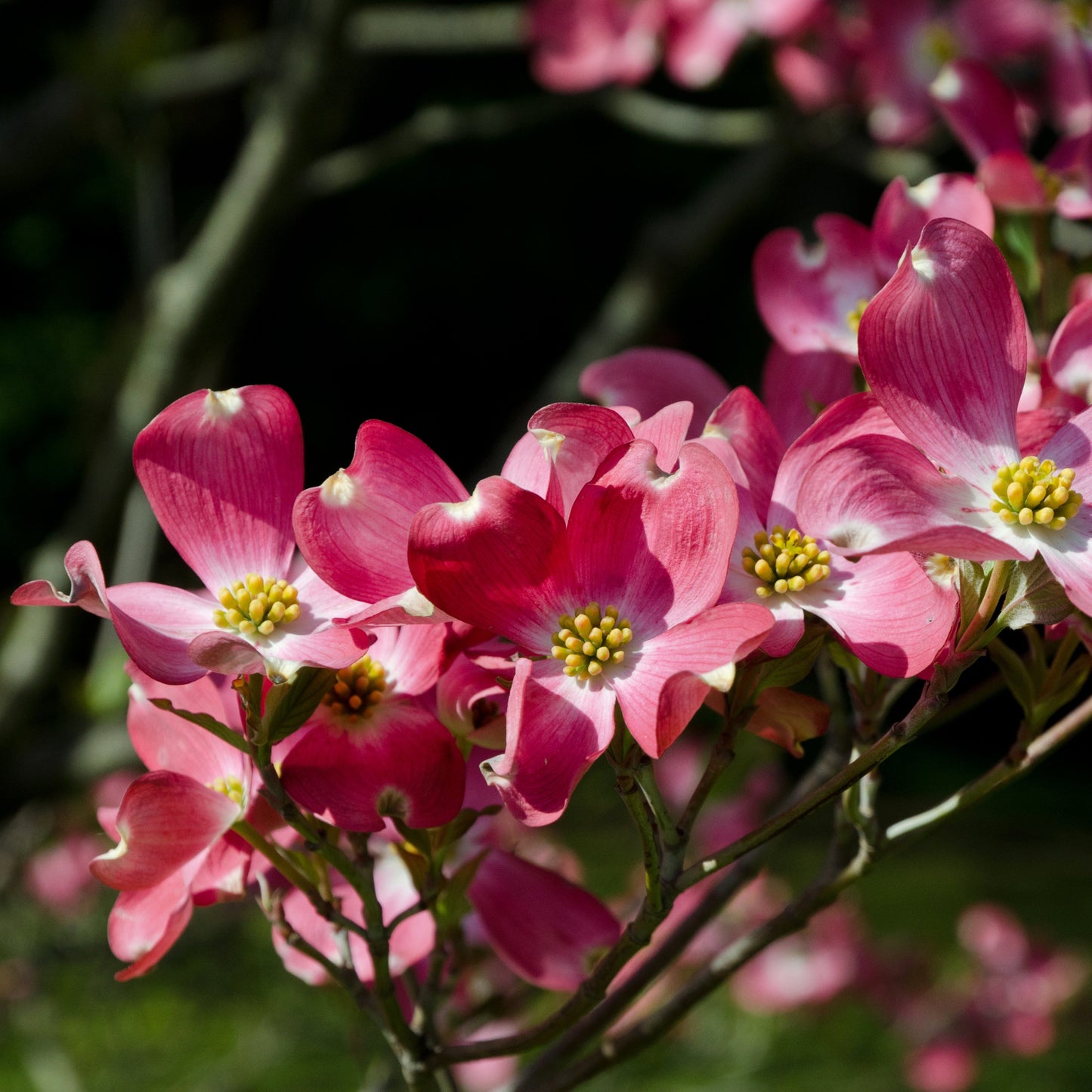 Pink Dogwood Tree