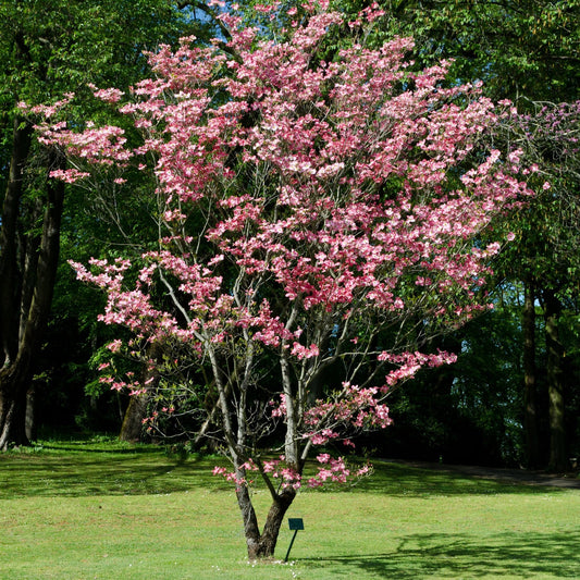 Pink Dogwood Tree