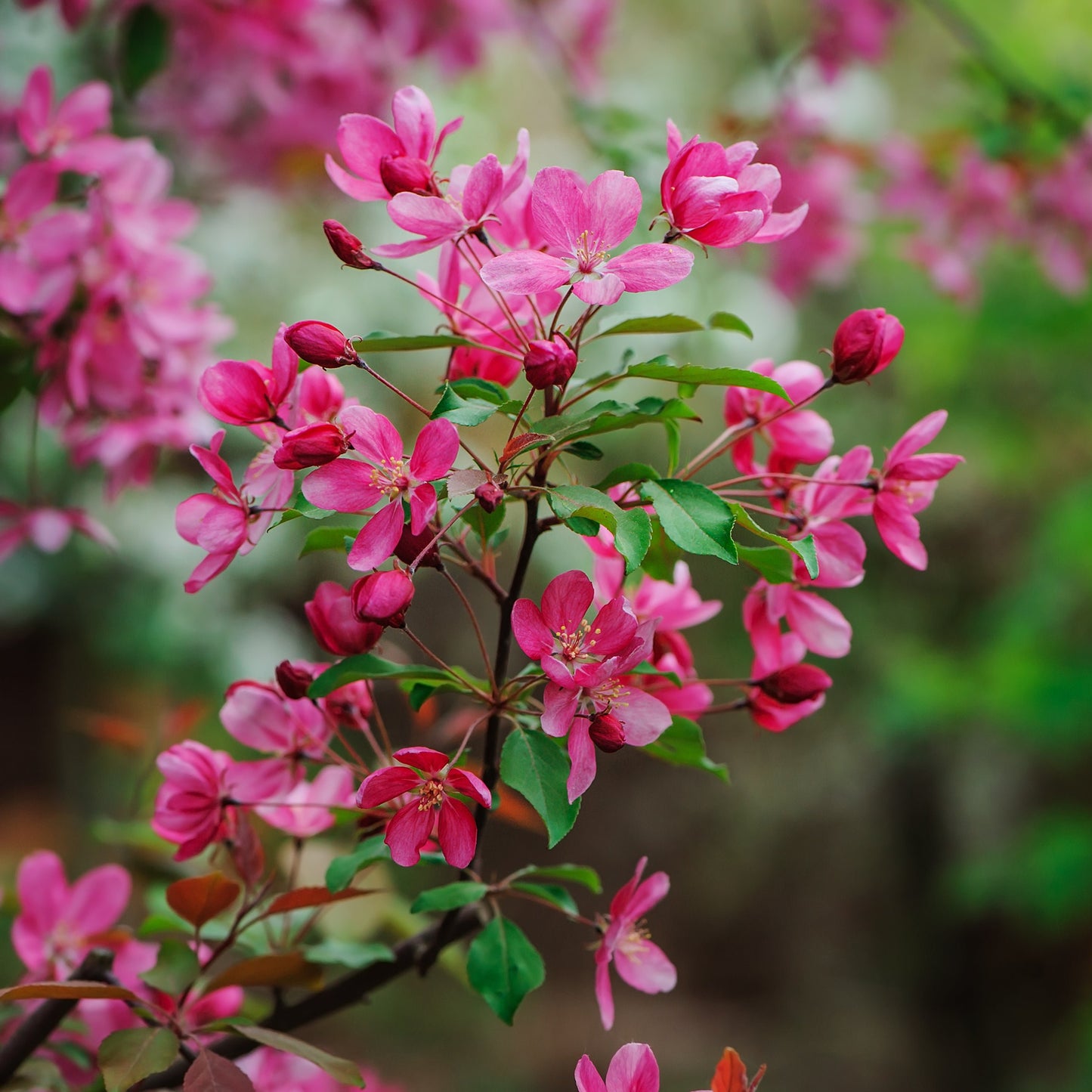 Pink Weigela Bush