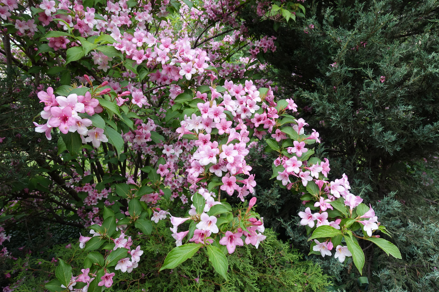 Pink Weigela Bush