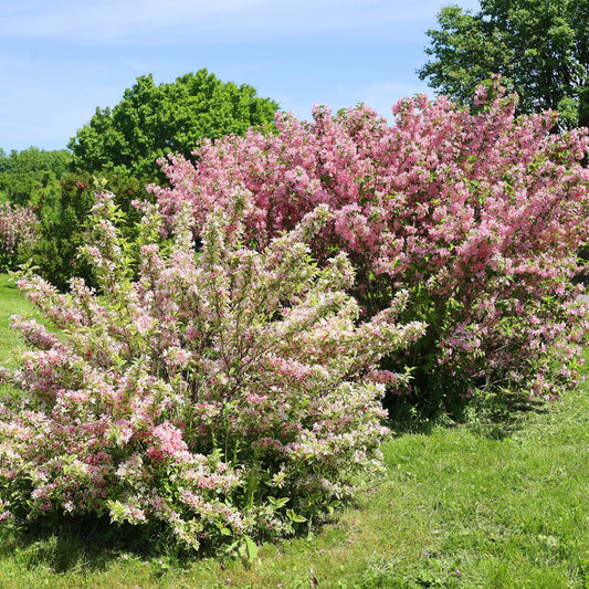 Pink Weigela Bush - Flowering Shrub - Buy Online at Barely Rooted