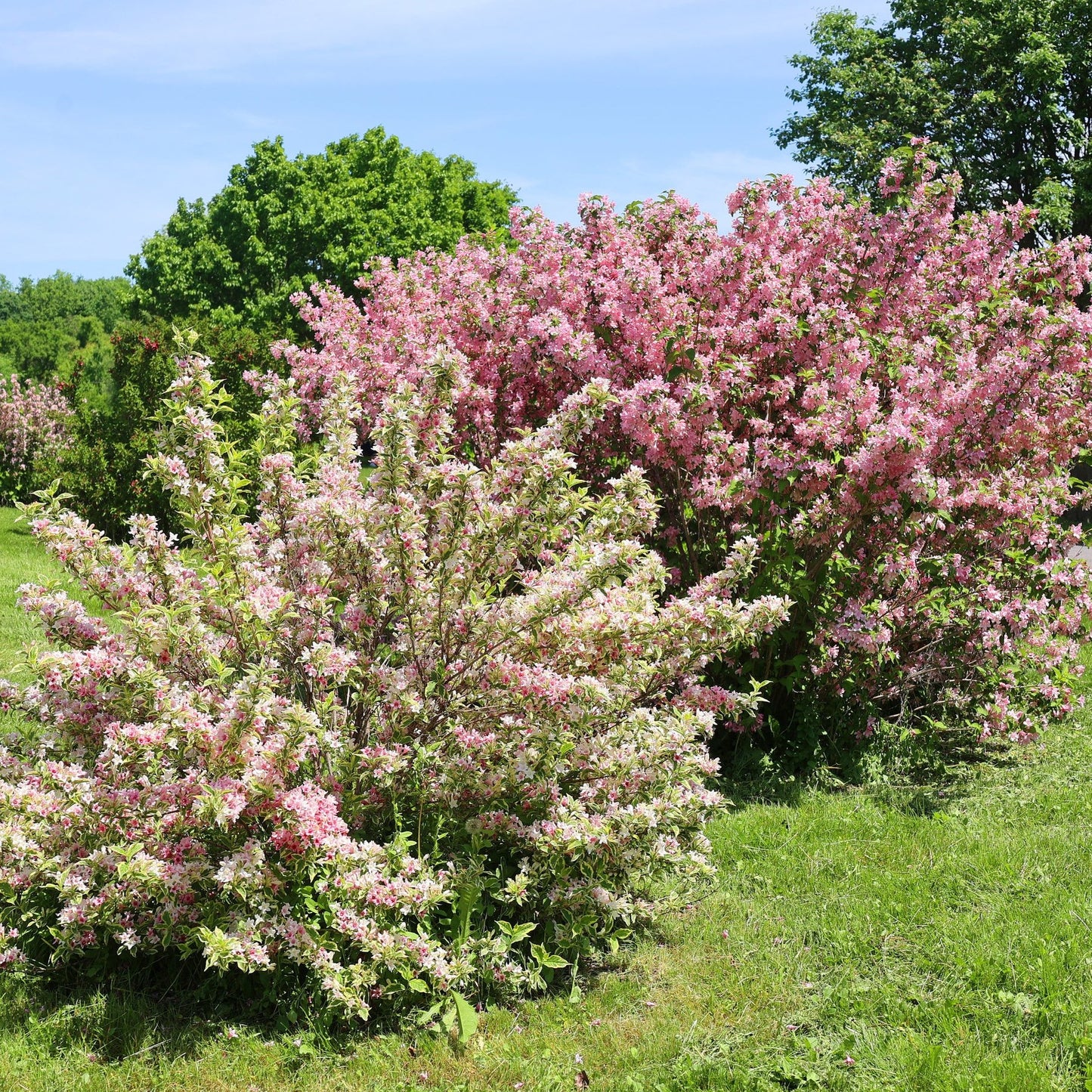 Pink Weigela Bush