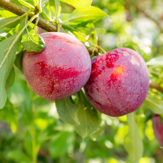 Burbank Plum Tree