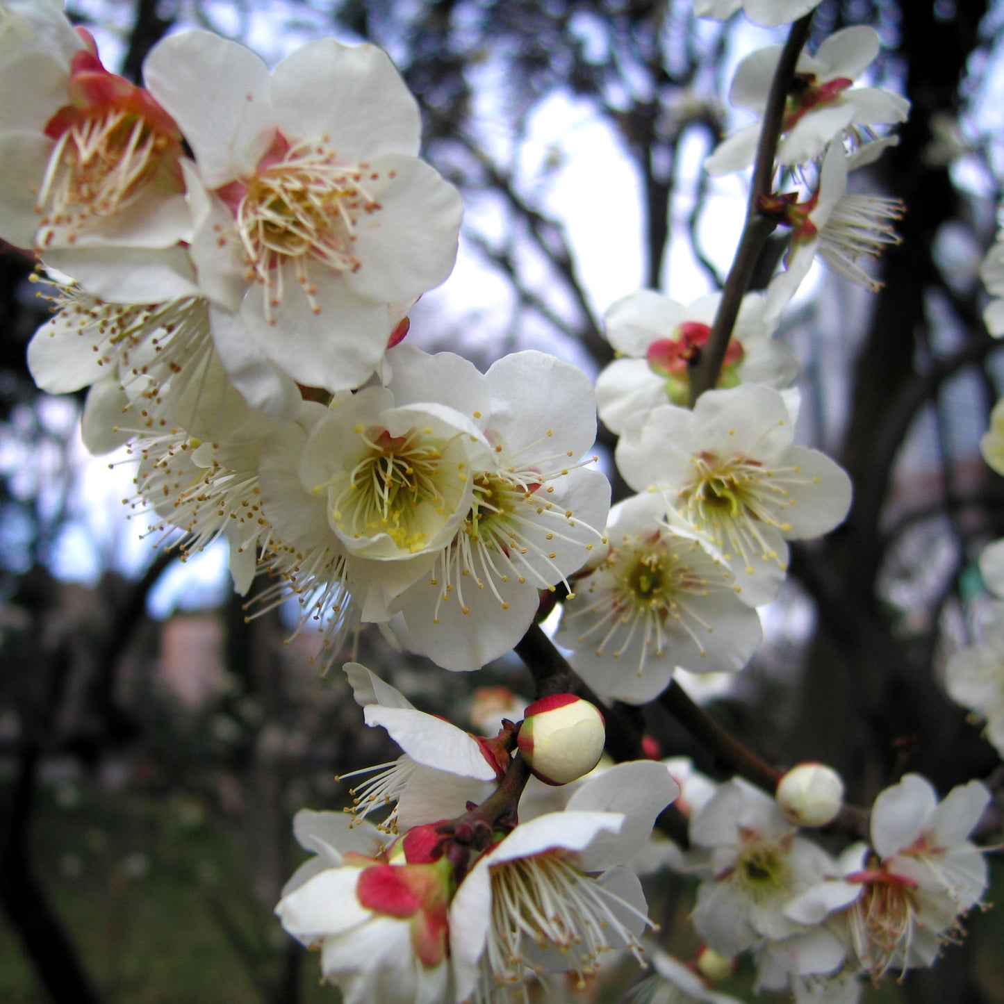 Burbank Plum Tree