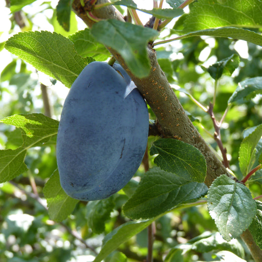 Damson Plum Tree