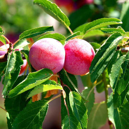 Ozark Premier Plum - Fruit Tree - Buy Online at Barely Rooted