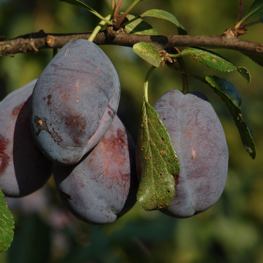 Stanley Plum Tree - Fruit Tree - Buy Online at Barely Rooted