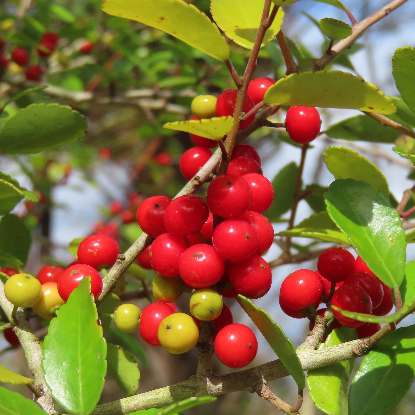 Possumhaw Holly