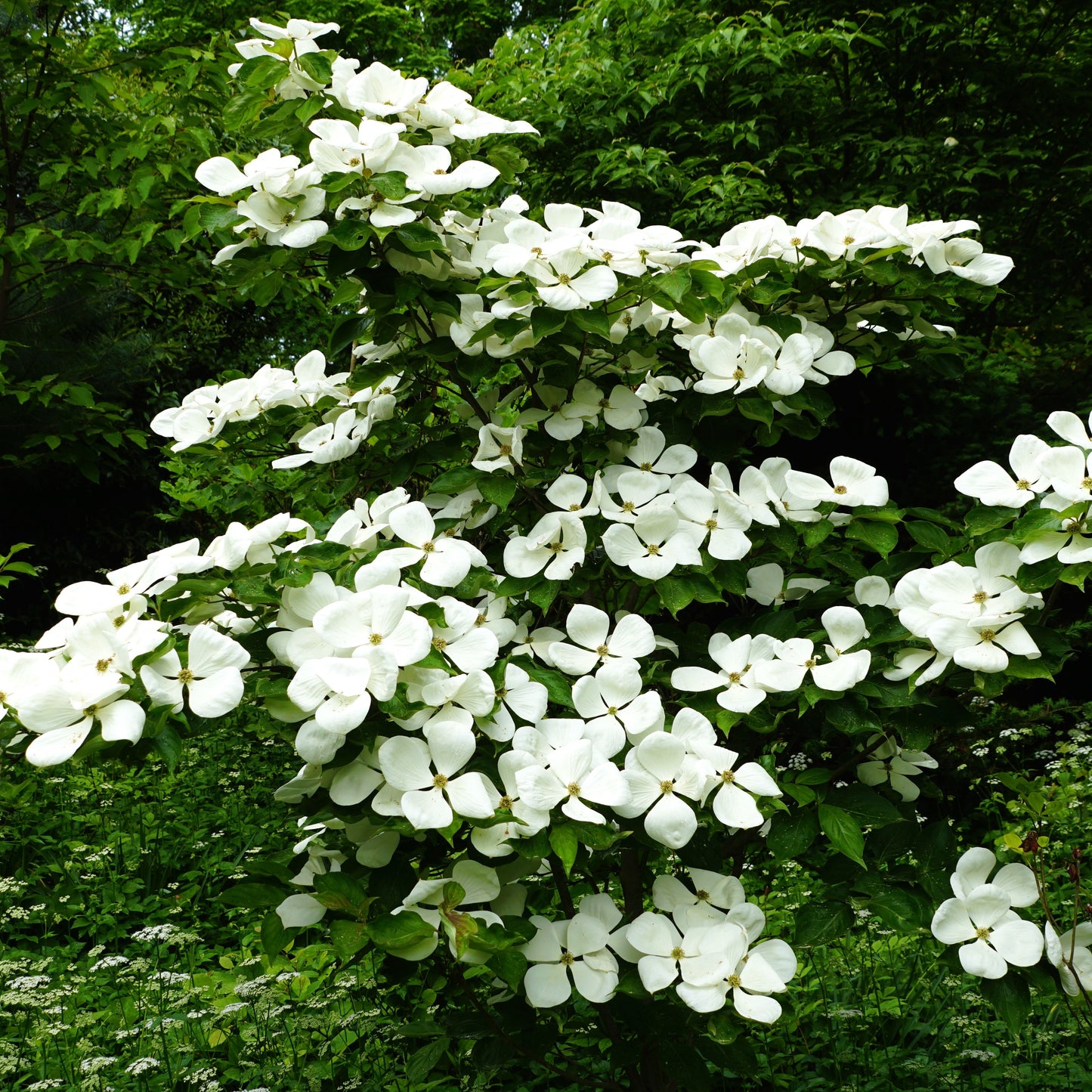 Cherokee Princess Dogwood Tree