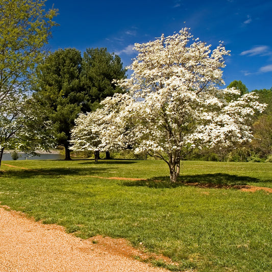 Cherokee Princess Dogwood Tree - Flowering Tree - Buy Online at Barely Rooted