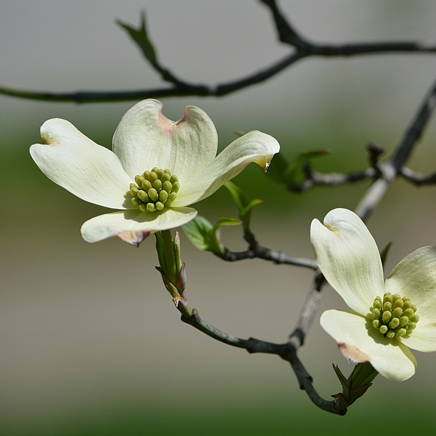 Cherokee Princess Dogwood Tree