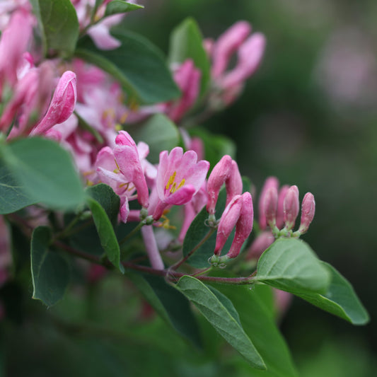 Pink Tatarian Honeysuckle - Flowering Shrub - Buy Online at Barely Rooted