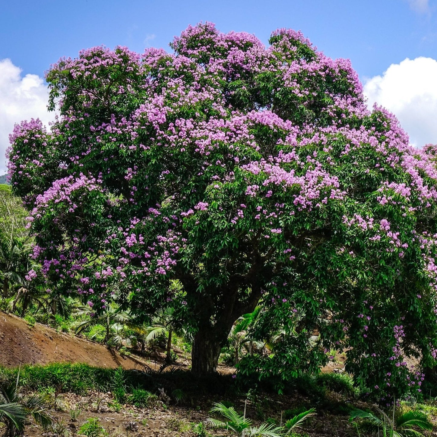 Purple Crape Myrtle Tree