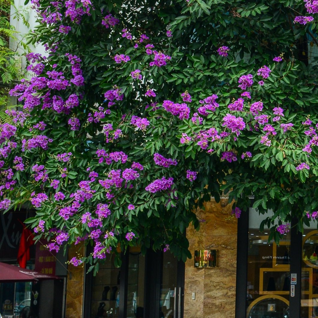 Purple Crape Myrtle Tree