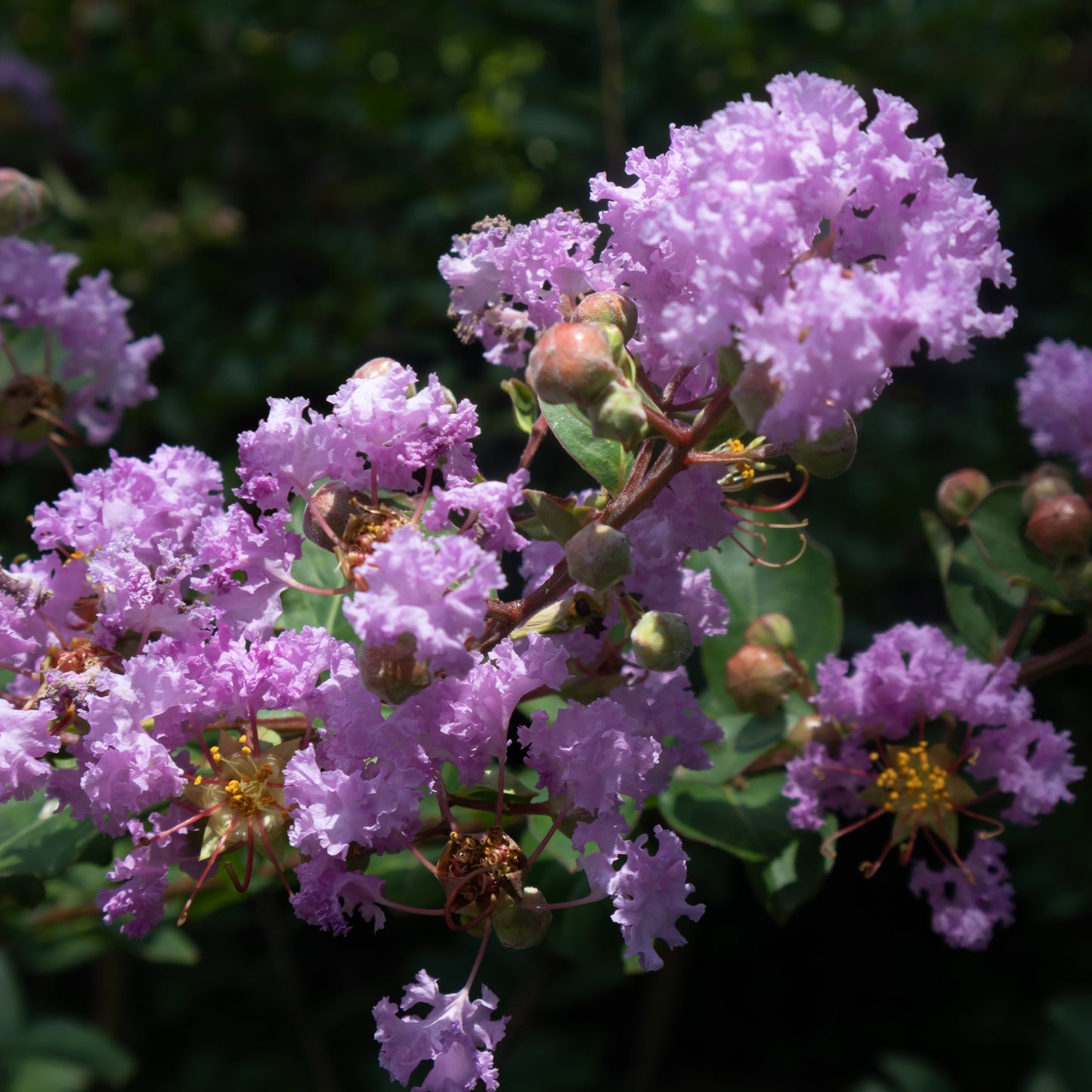 Purple Crape Myrtle Tree