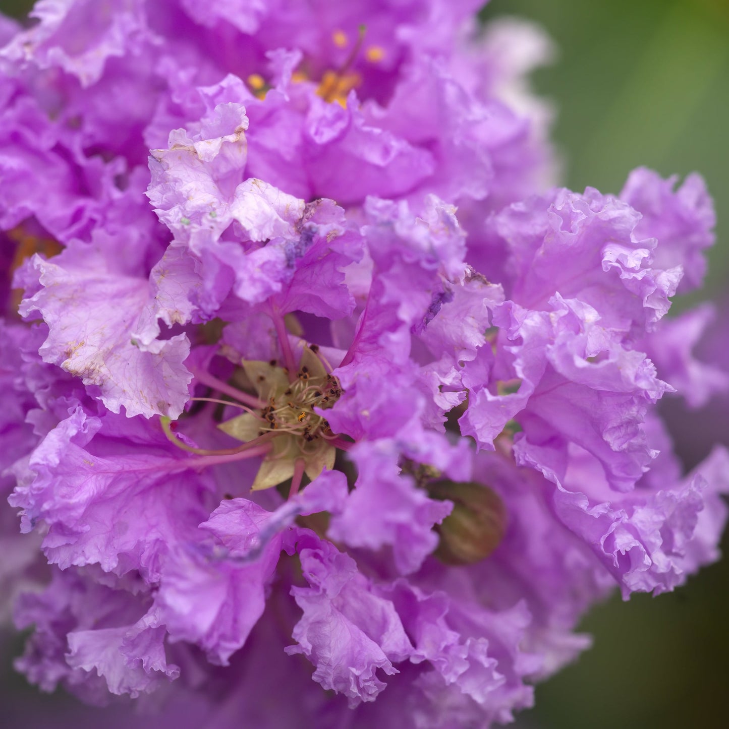 Purple Crape Myrtle Tree