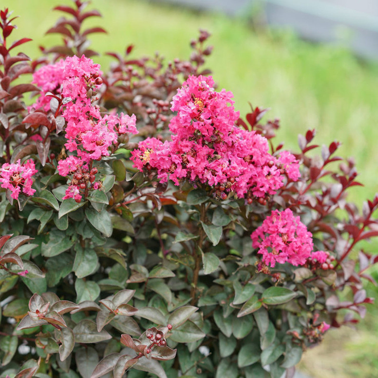 Velour Crape Myrtle Tree