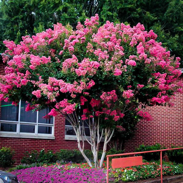 Velour Crape Myrtle Tree