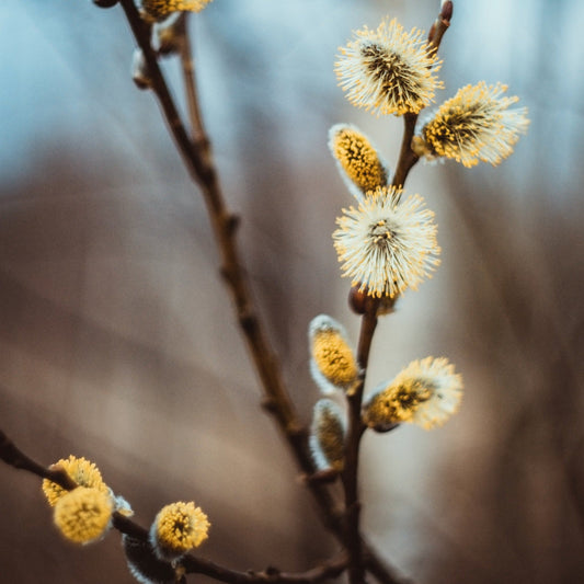 American Willow Tree