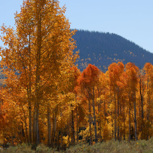 Quaking Aspen Tree - Shade Tree - Buy Online at Barely Rooted