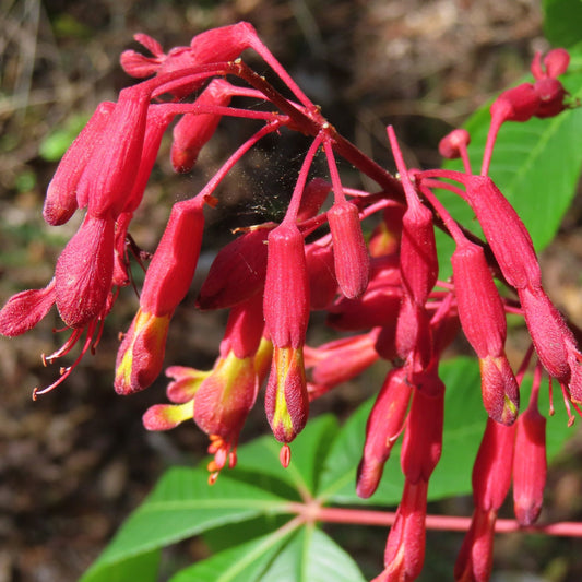 Red Buckeye Tree