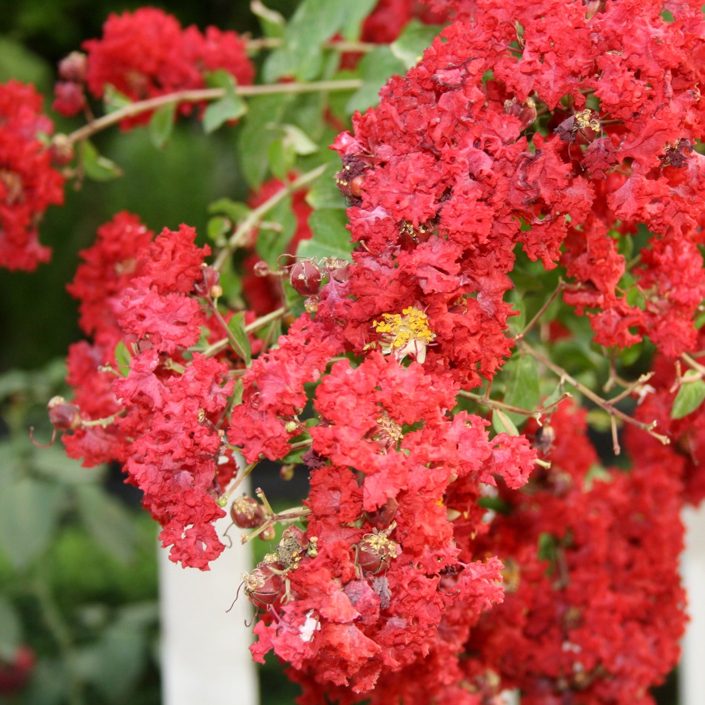 Red Crape Myrtle Tree