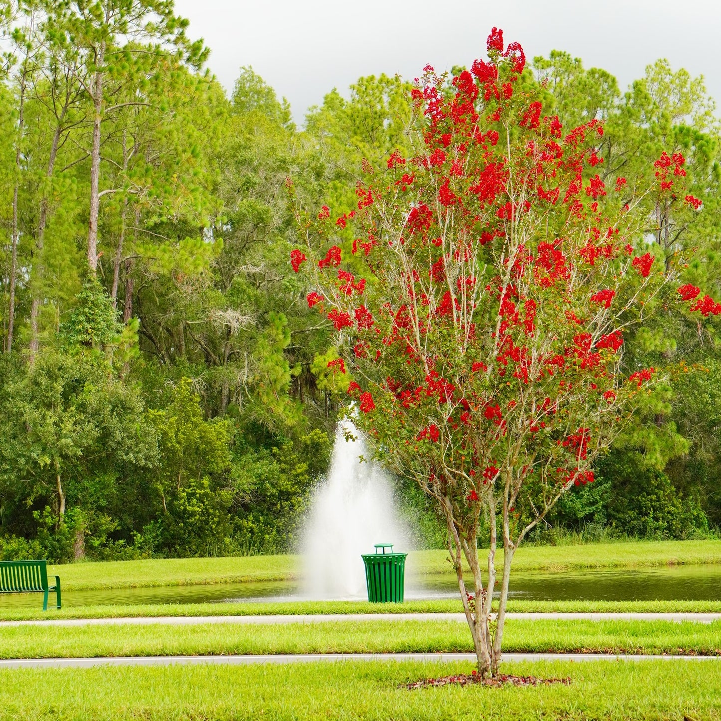 Red Crape Myrtle Tree