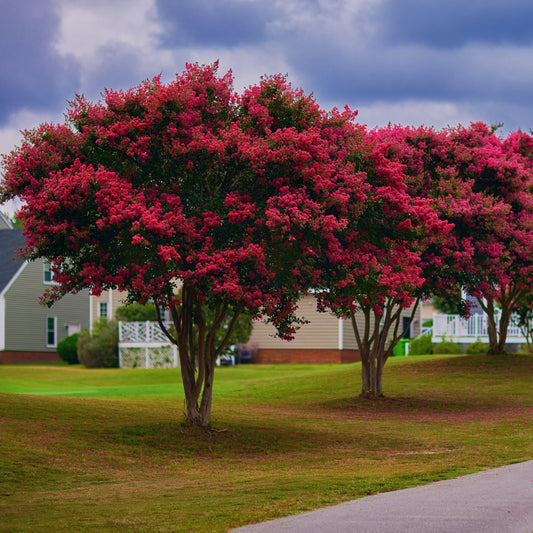 Red Crape Myrtle Tree - Bare Root - Buy Online at Barely Rooted
